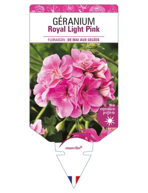 GÉRANIUM Royal Light Pink