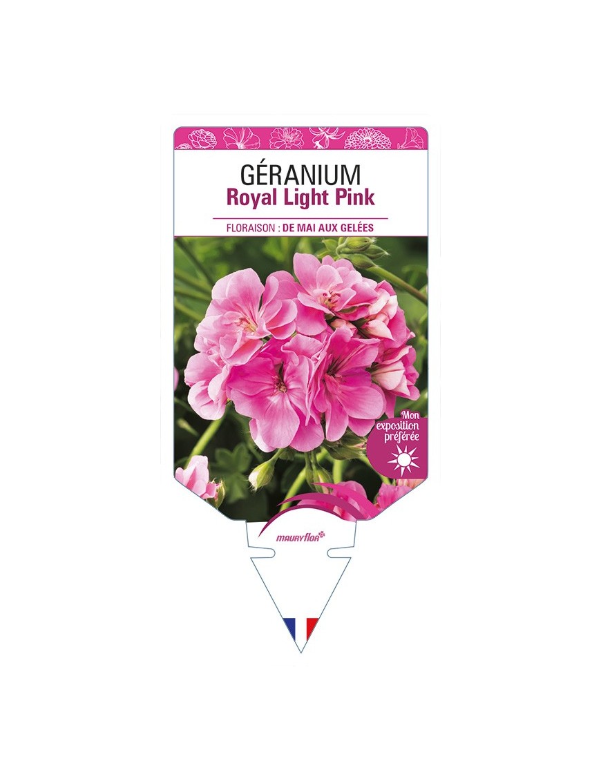 GÉRANIUM Royal Light Pink