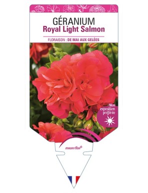 GÉRANIUM Royal Light Salmon