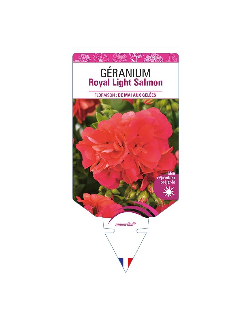 GÉRANIUM Royal Light Salmon