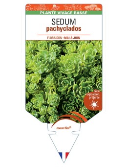 SEDUM pachyclados