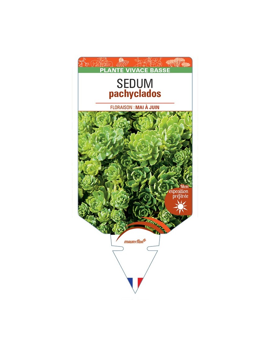 SEDUM pachyclados