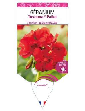 GÉRANIUM Toscana® Falko