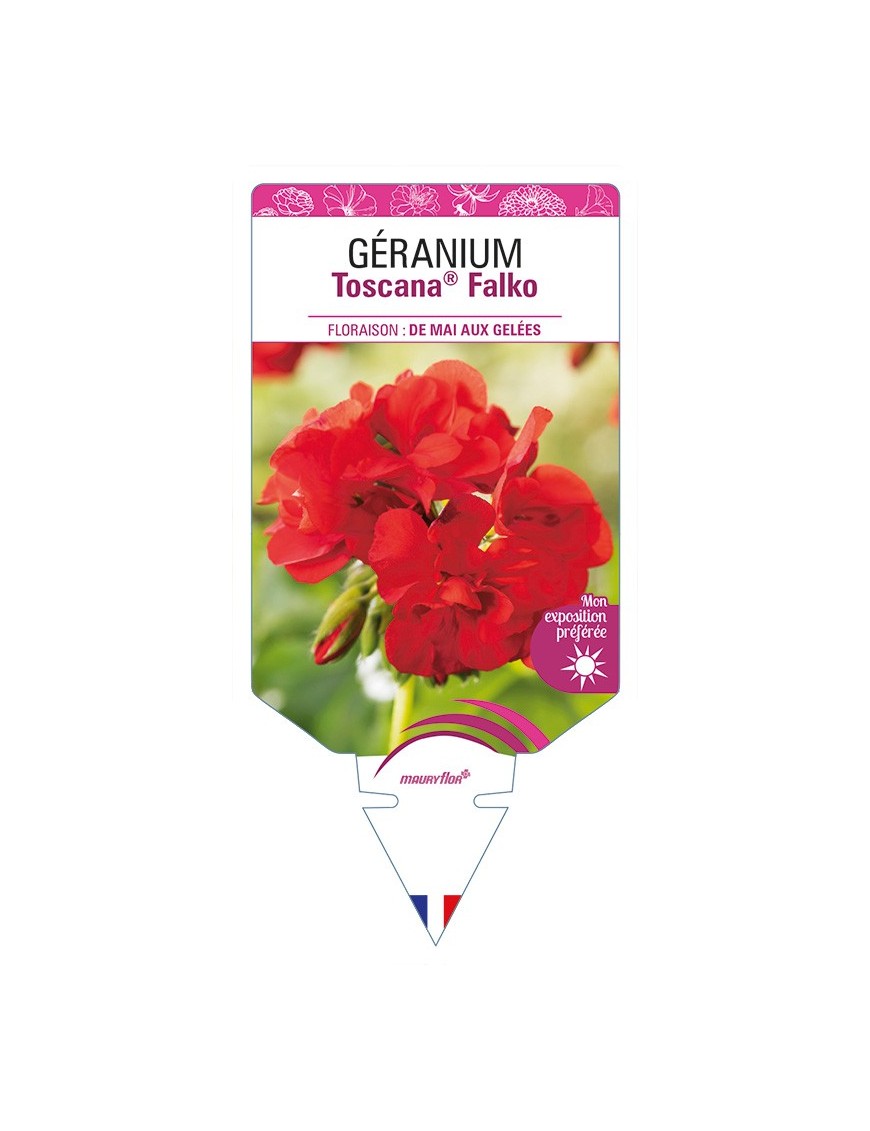 GÉRANIUM Toscana® Falko