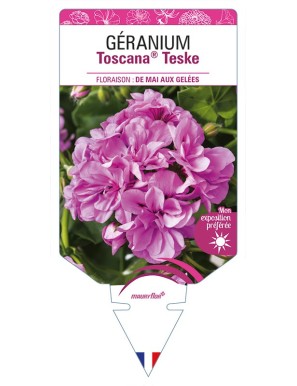 GÉRANIUM Toscana® Teske