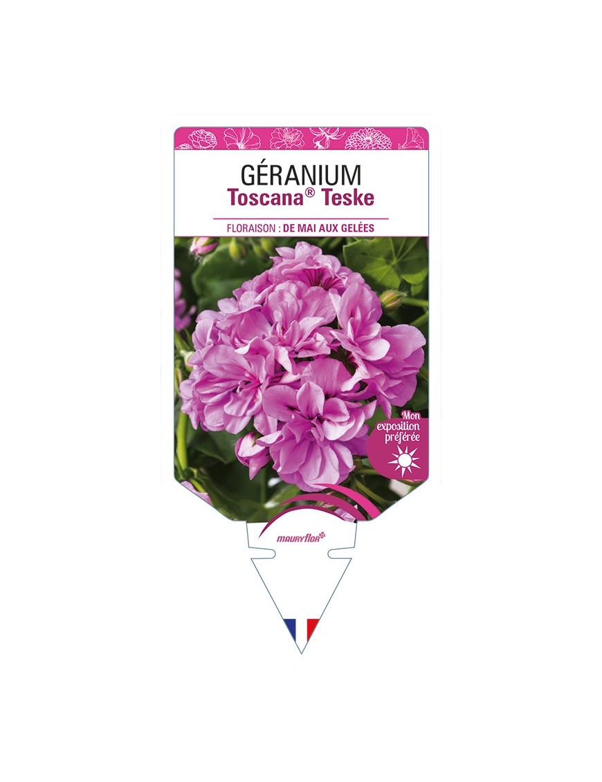 GÉRANIUM Toscana® Teske