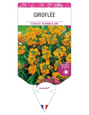 GIROFLÉE