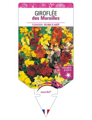 GIROFLÉE des Murailles