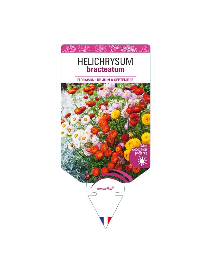 HELICHRYSUM bracteatum