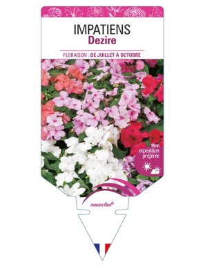 IMPATIENS Dezire