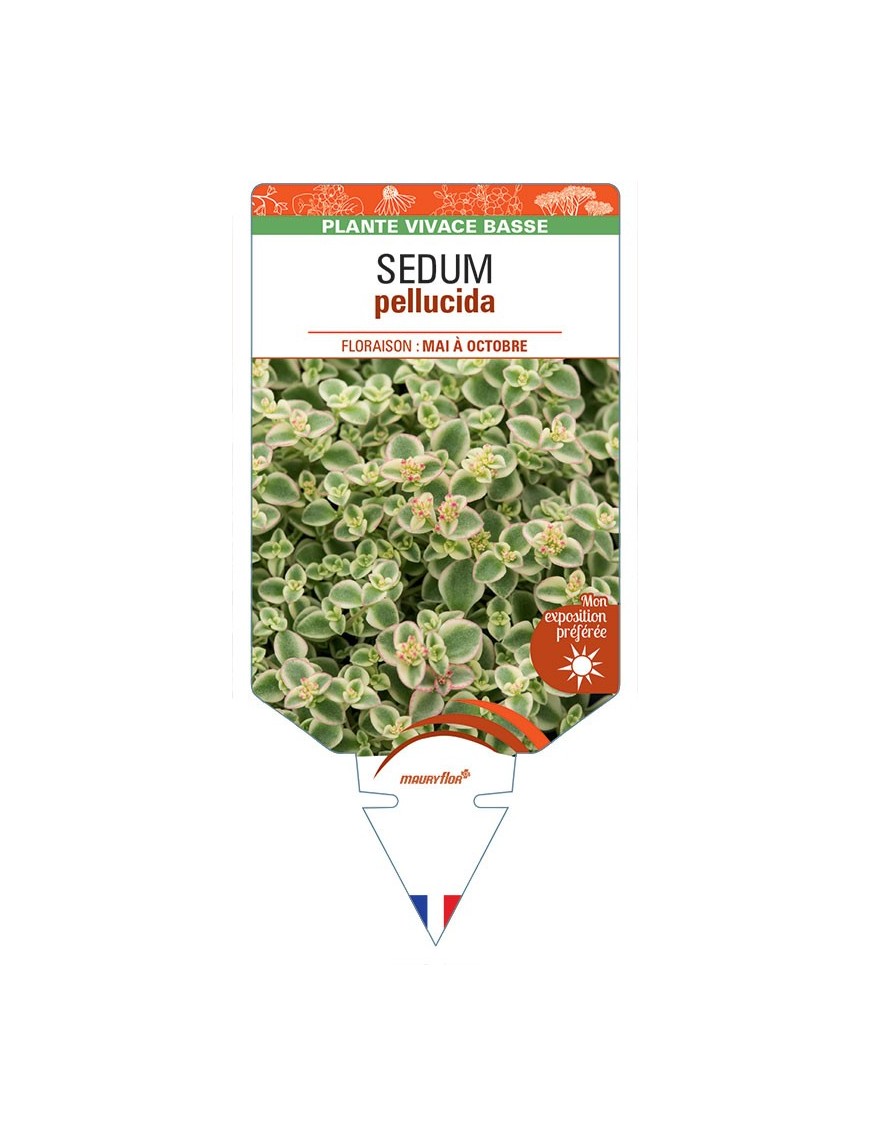 SEDUM pellucida