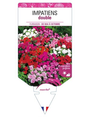 IMPATIENS double