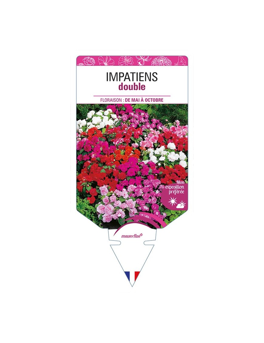 IMPATIENS double