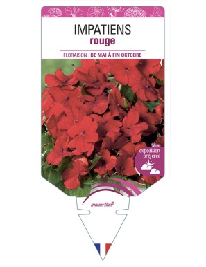 IMPATIENS rouge