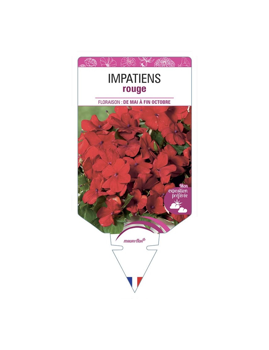 IMPATIENS rouge