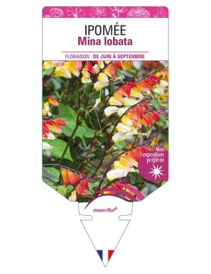 IPOMÉE Mina Lobata