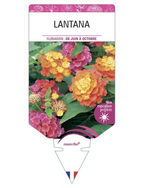 LANTANA (varié)