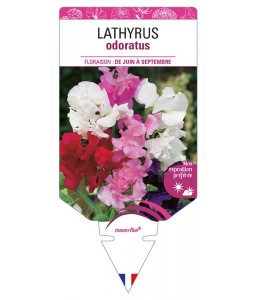 LATHYRUS odoratus