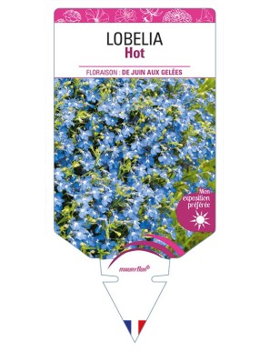 LOBELIA Hot