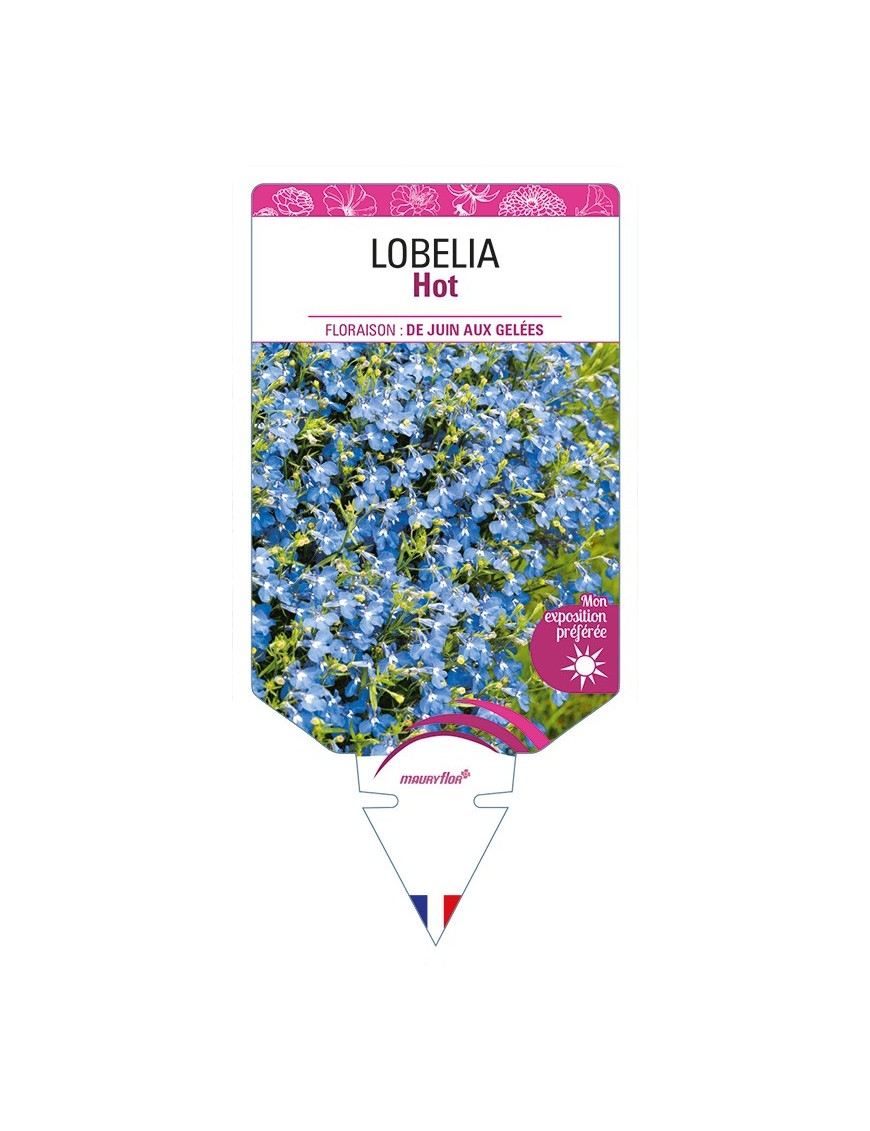 LOBELIA Hot