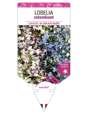 LOBELIA retombant (varié)