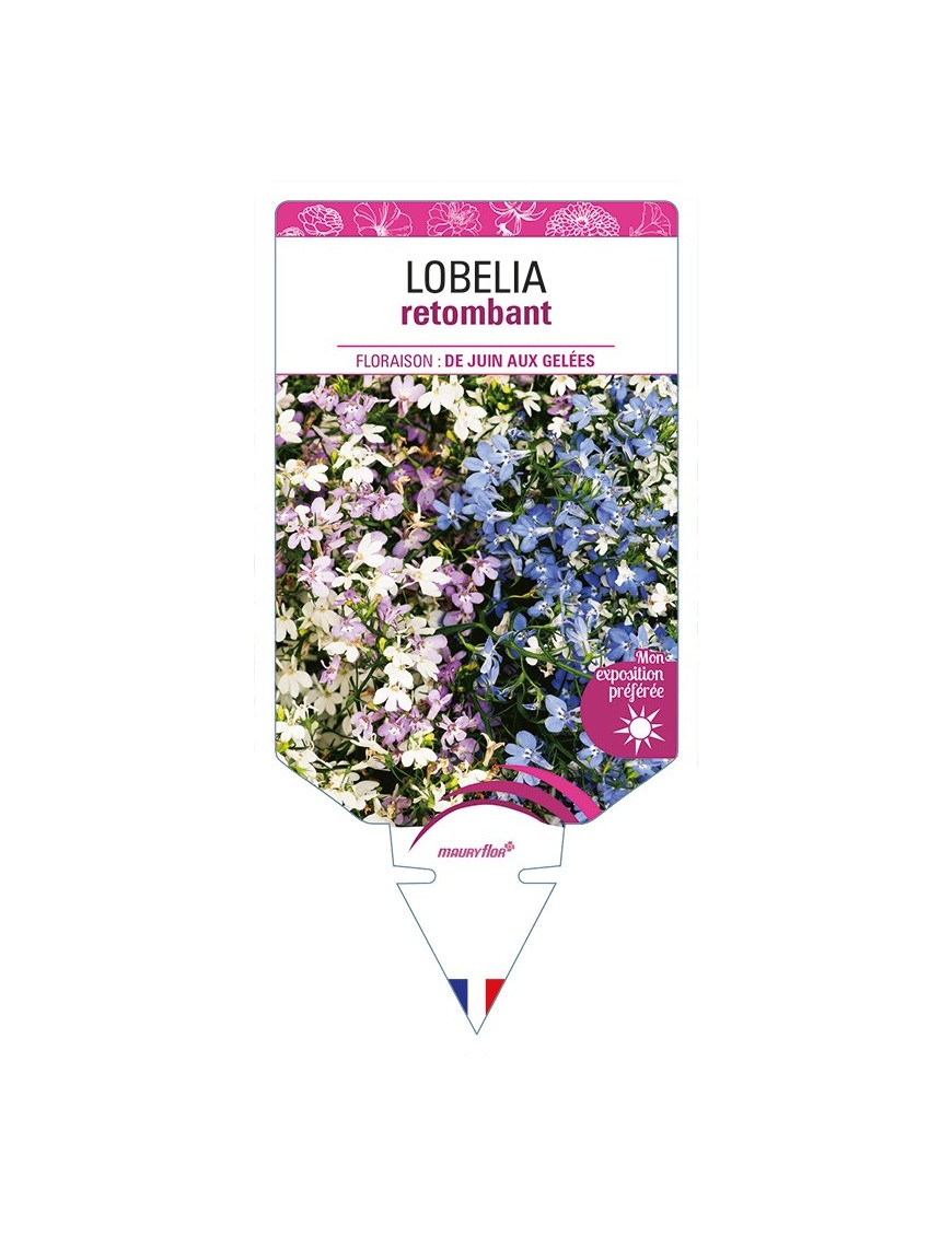 LOBELIA retombant (varié)