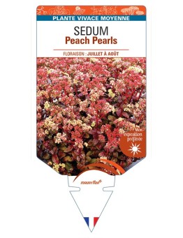 SEDUM Peach Pearls