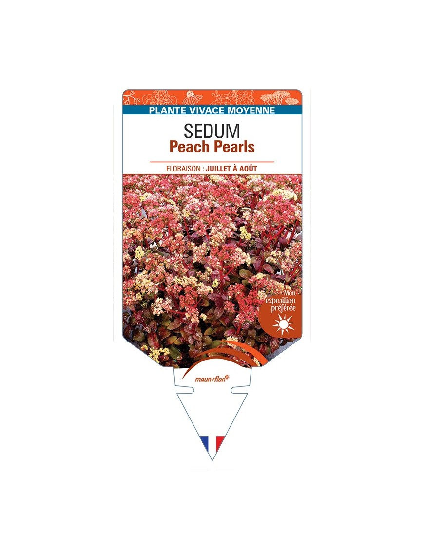 SEDUM Peach Pearls