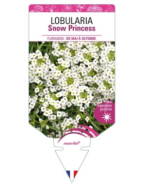 LOBULARIA Snow Princess