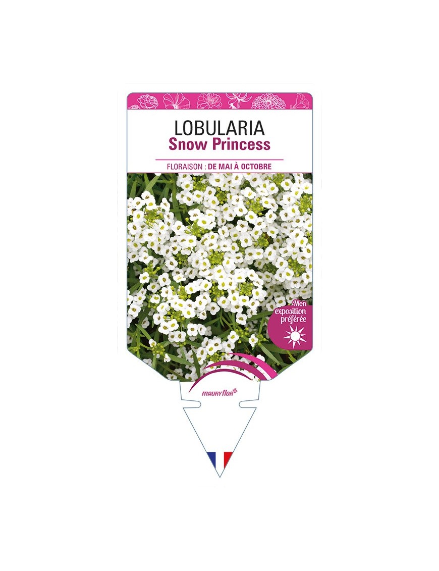 LOBULARIA Snow Princess