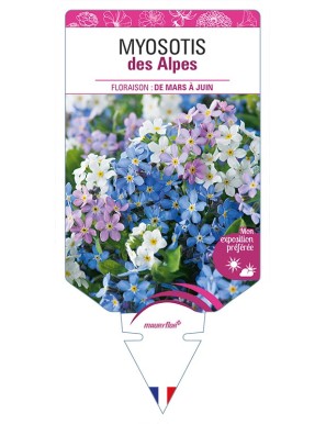 MYOSOTIS des Alpes (varié)