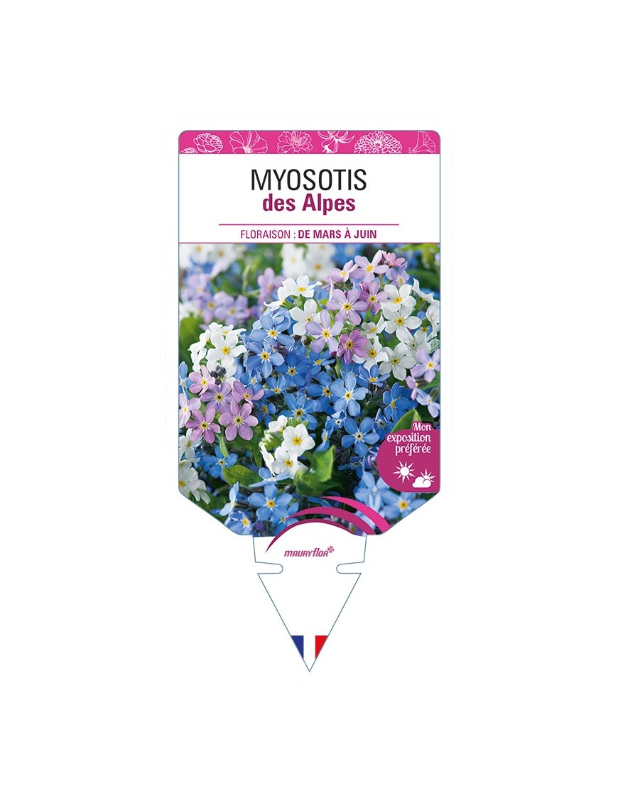 MYOSOTIS des Alpes (varié)