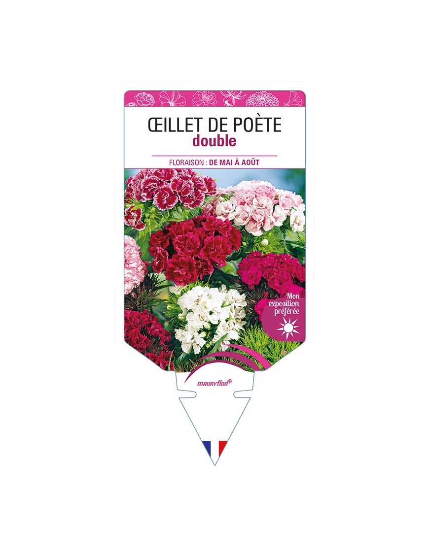 ŒILLET de Poète double (varié)