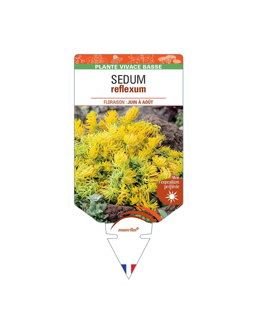 SEDUM reflexum