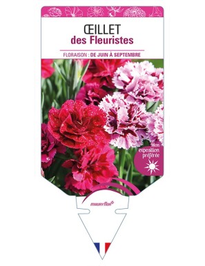 ŒILLET des Fleuristes