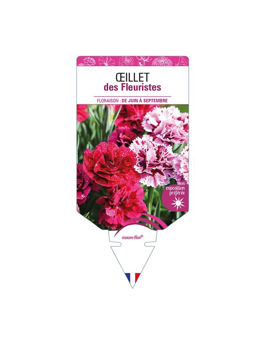 ŒILLET des Fleuristes