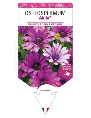 OSTEOSPERMUM Akila®