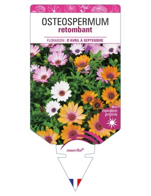 OSTEOSPERMUM retombant (varié)