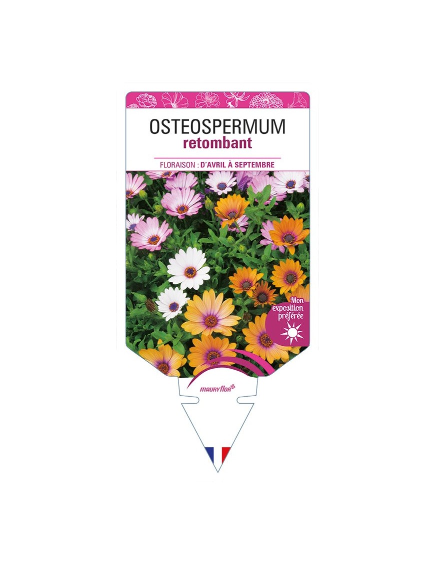 OSTEOSPERMUM retombant (varié)