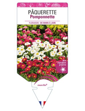 PÂQUERETTE Pomponnette (variée)