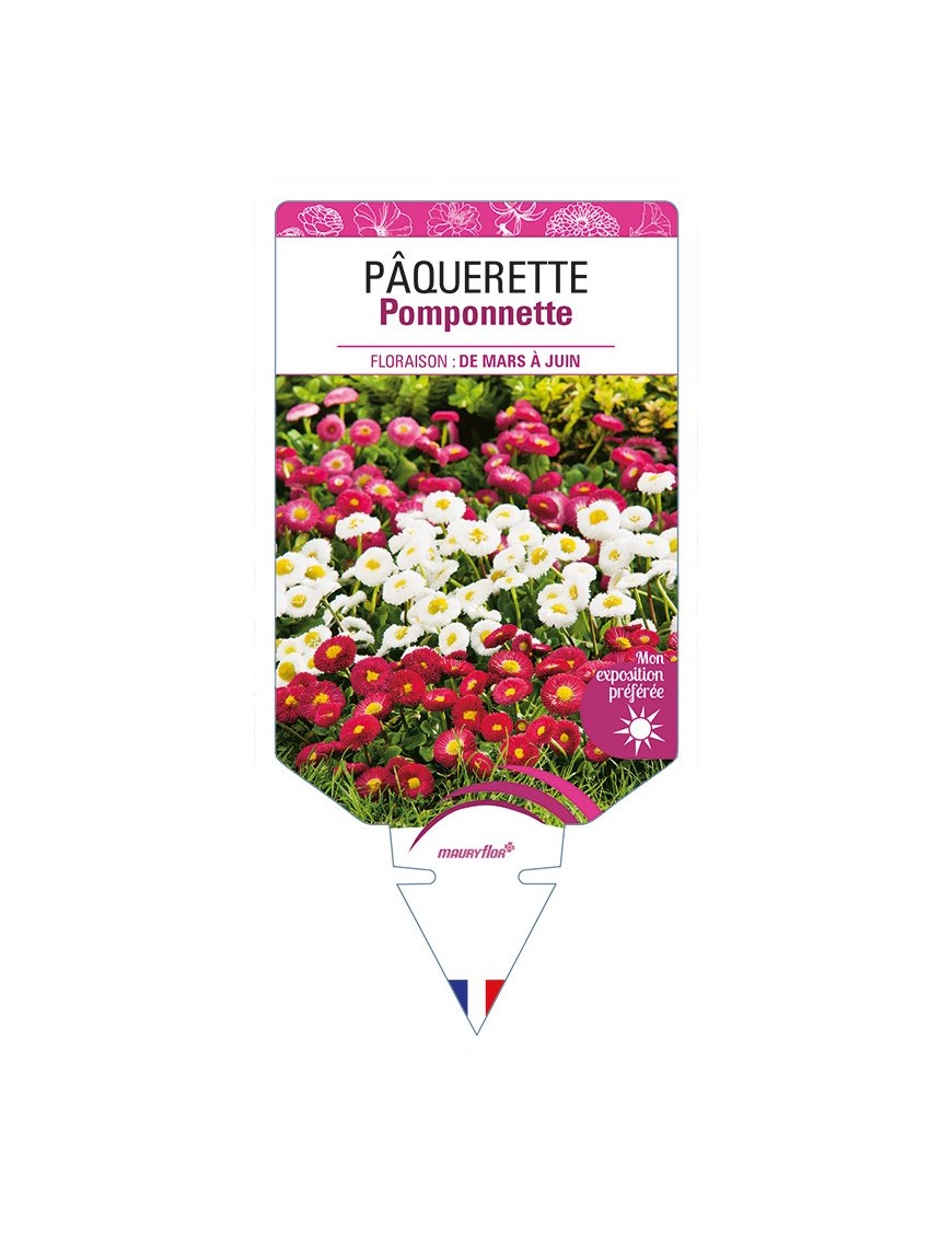 PÂQUERETTE Pomponnette (variée)