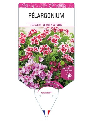 PÉLARGONIUM