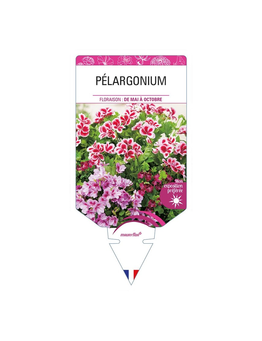 PÉLARGONIUM