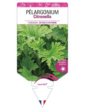 PÉLARGONIUM Citronella