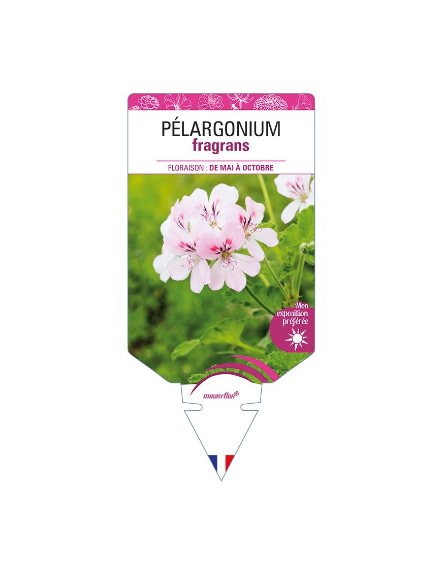 PÉLARGONIUM fragrans