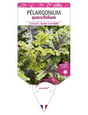 PÉLARGONIUM quercifolium