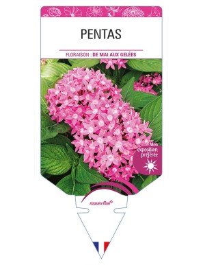 PENTAS