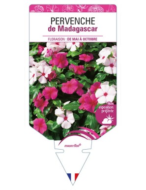 PERVENCHE de Madagascar