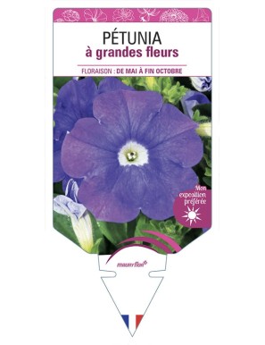 PÉTUNIA À GRANDE FLEUR (bleu)