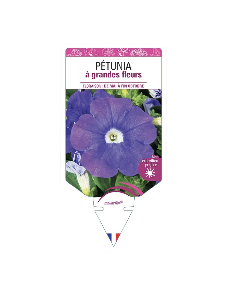 PÉTUNIA À GRANDE FLEUR (bleu)